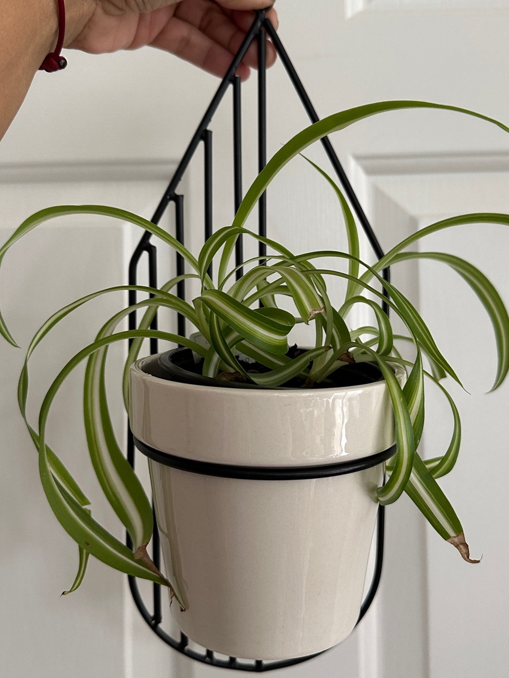 EUC Ceramic Hanging Planter in White with Black Metal Frame